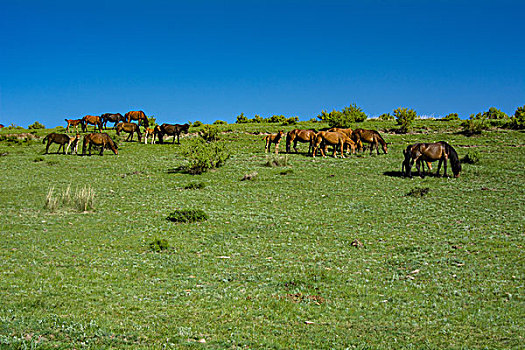 那拉提草原成群的骏马