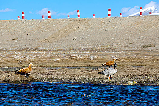 湖边栖息的斑头雁