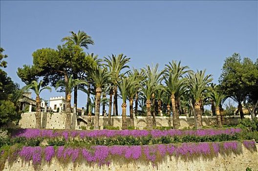 棕榈树,别墅,花园,阿利坎特,白色海岸,西班牙