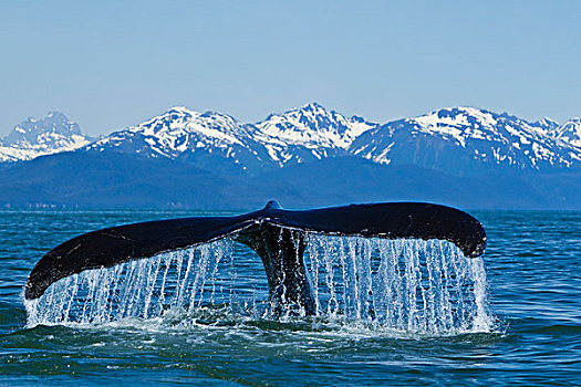 驼背鲸,运河,奇尔卡特山脉,远景,东南阿拉斯加,夏天