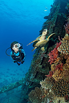 潜水,看,海龟,蠵龟,失事船舶,珊瑚礁,红海,埃及,非洲