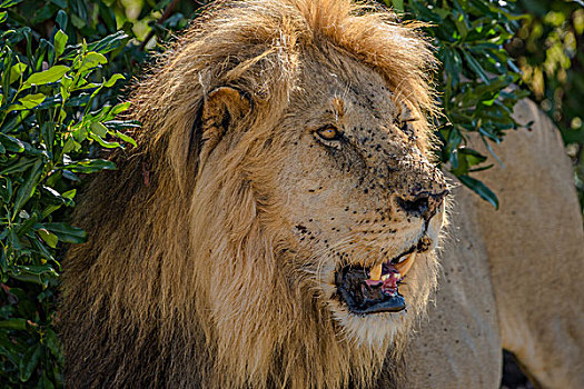 非洲肯尼亚马赛马拉国家公园狮子