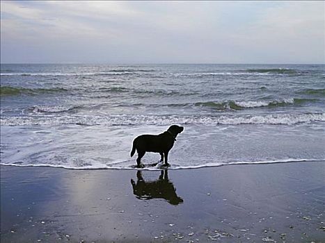 黑色拉布拉多犬,海滩