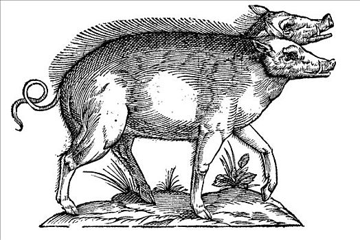 木刻,二头肌,猪,1642年,文艺复兴