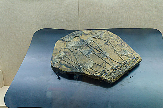 中国出土文物化石