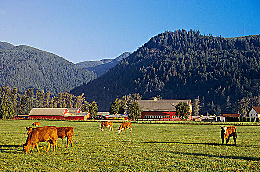 母牛,农田,靠近,不列颠哥伦比亚省,加拿大