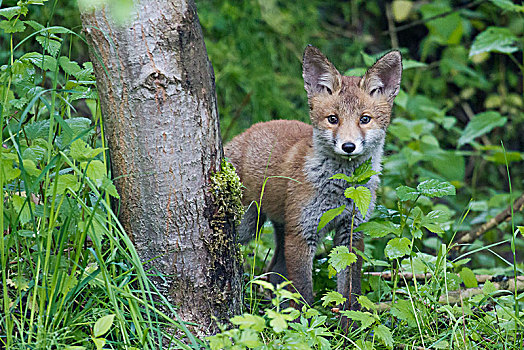 红狐,狐属,幼仔,北方,黑森州,德国,欧洲