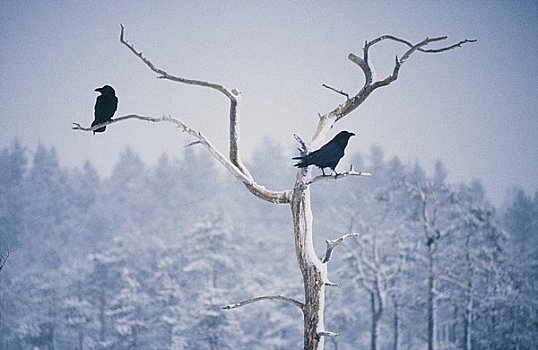 两个,大乌鸦,栖息,秃树