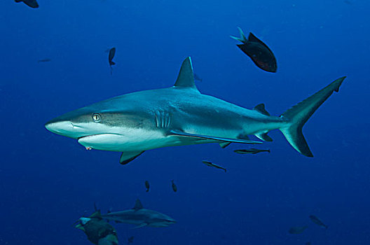 灰礁鲨,湾,巴布亚新几内亚