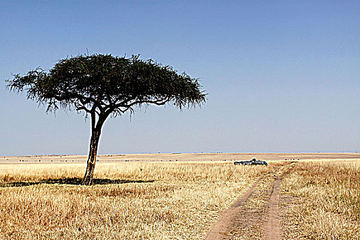 肯尼亚马赛马拉非洲大草原-合欢树与斑马