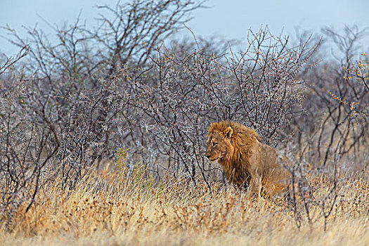狮子,道路,纳米比亚
