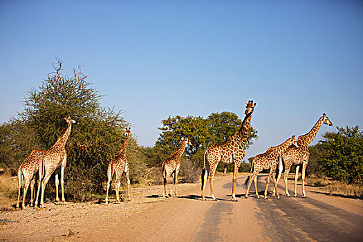 牧群,长颈鹿,幼兽,克鲁格国家公园,南非,非洲