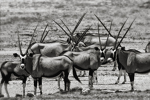 纳米比亚,埃托沙国家公园,长角羚羊