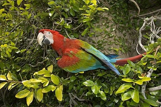 绯红金刚鹦鹉,成年,栖息,南美