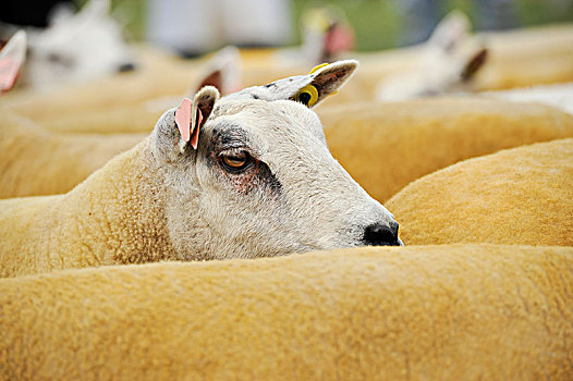 绵羊,展示,农业,英国