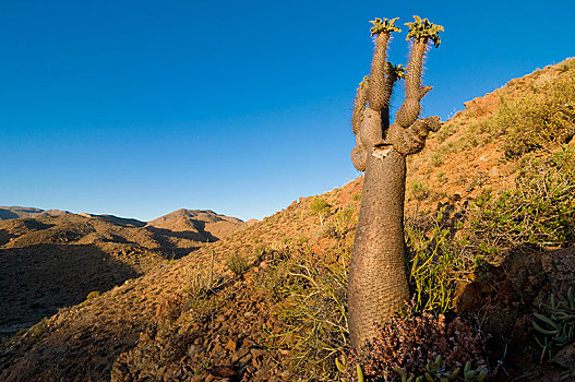 树干,里希特斯韦德国家公园,北开普,南非,非洲