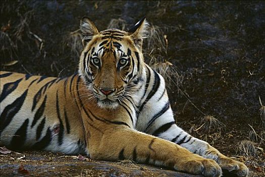 孟加拉虎,虎,幼小,女性,班德哈维夫国家公园,印度
