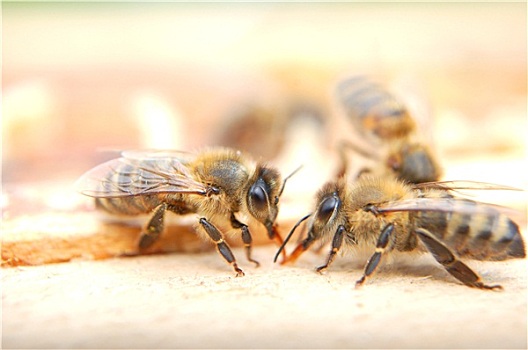 特写,蜜蜂,吃,蜂蜜