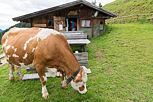 奥地利,提洛尔,山谷,放牧,母牛