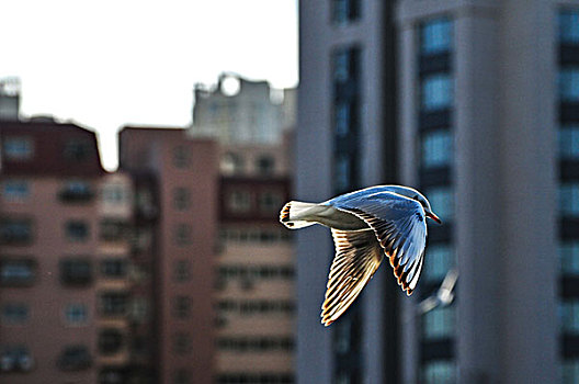 城市里的海鸥