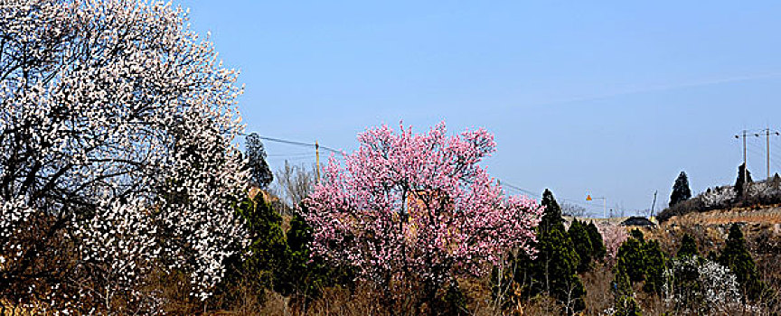 春花烂漫醉太行