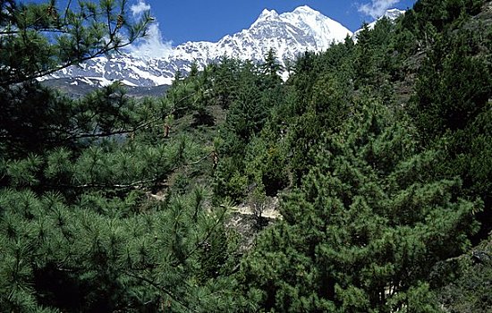 树,山脉,背景,顶峰,安娜普纳,尼泊尔