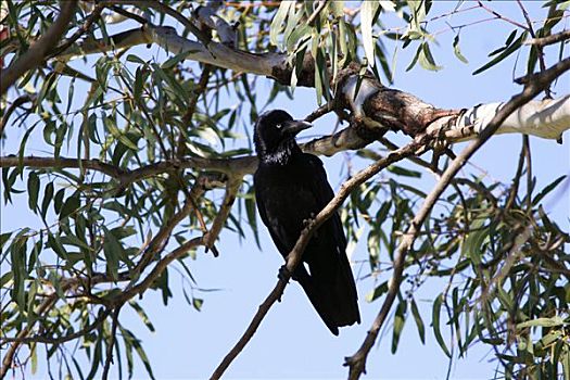 乌鸦,桉树,澳洲南部