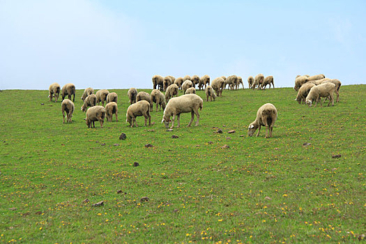 蓝天下在草原草地上吃草的一群羊
