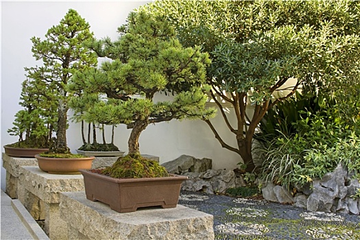 盆景树,中式花园