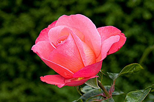 藤蔓玫瑰,公园,多特蒙德,鲁尔区,北莱茵威斯特伐利亚,德国,欧洲