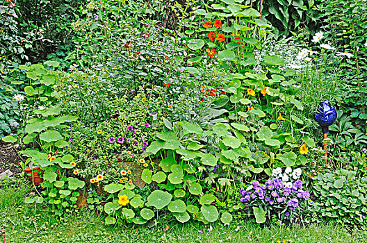 花,床,多年生植物,旱金莲,花园,盖尔森基兴,北莱茵威斯特伐利亚,德国,欧洲