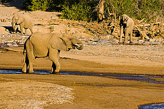 纳米比亚,骷髅海岸,稀有,荒芜,大象,非洲象,靠近,河