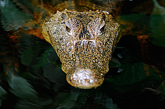 眼镜凯门鳄,凯门鳄,国家公园,哥斯达黎加
