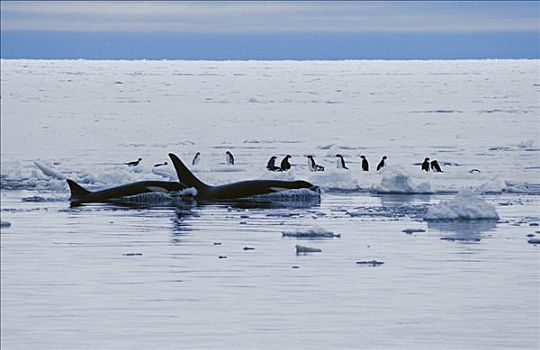 逆戟鲸,群,猎捕,阿德利企鹅,浮冰,南极