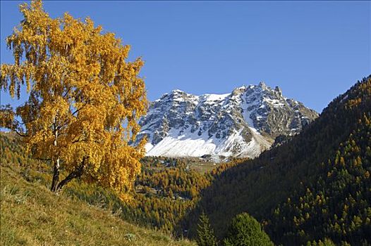 秋天,风景,瓦莱,瑞士