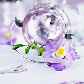 紫色,小苍兰属植物,花,玻璃花瓶