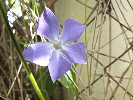 长春花属植物,紫花