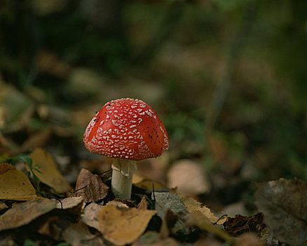 蘑菇,毒蝇伞