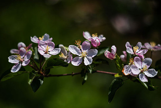 苹果花开