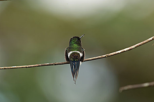 绿色,厄瓜多尔