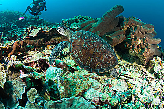 印度尼西亚,南,苏拉威西岛,省,瓦卡托比,群岛,海洋,保存,绿海龟,龟类,潜水