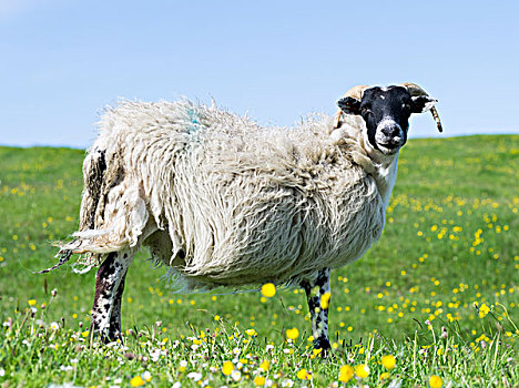 苏格兰,岛,家,放牧,只有,绵羊,五月,大幅,尺寸