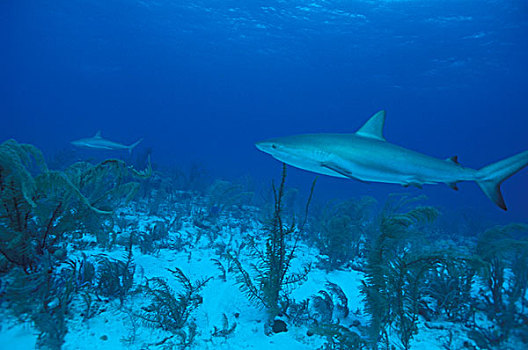 加勒比,巴哈马,加勒比礁鲨