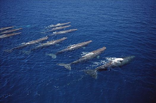 抹香鲸,群,加拉帕戈斯群岛,厄瓜多尔