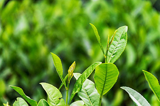 茶树茶叶嫩芽