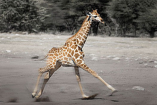埃托沙国家公园,纳米比亚,幼兽,长颈鹿,数码