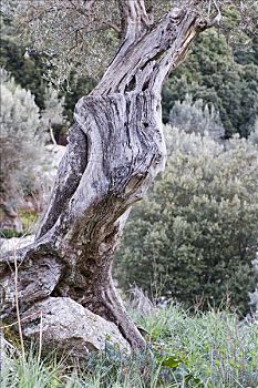 橄榄树,马略卡岛,西班牙