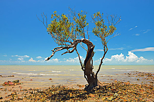 红树林,树,石头,海岸,昆士兰,澳大利亚