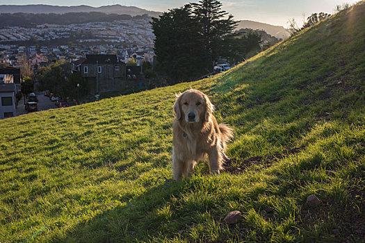 草原上的金毛猎犬