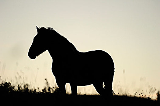 马,草原,日落时的半身侧面影,萨斯喀彻温,加拿大,北美